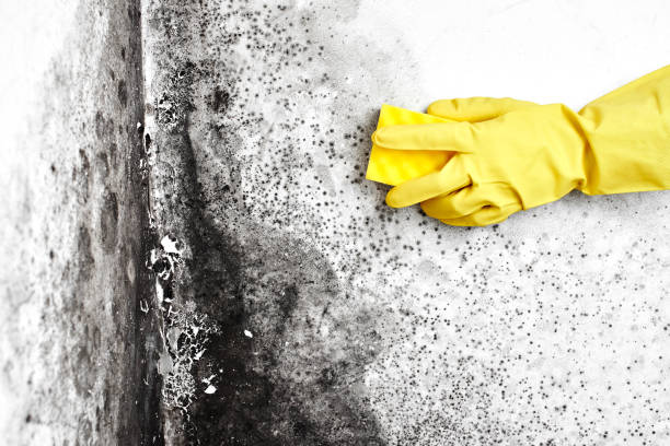 Mold Remediation for Vacation Homes in Winter Park, FL